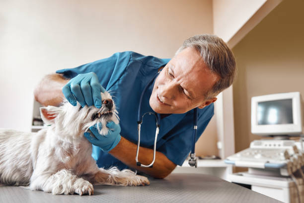 Best Broken Tooth Emergency  in East Massapequa, NY
